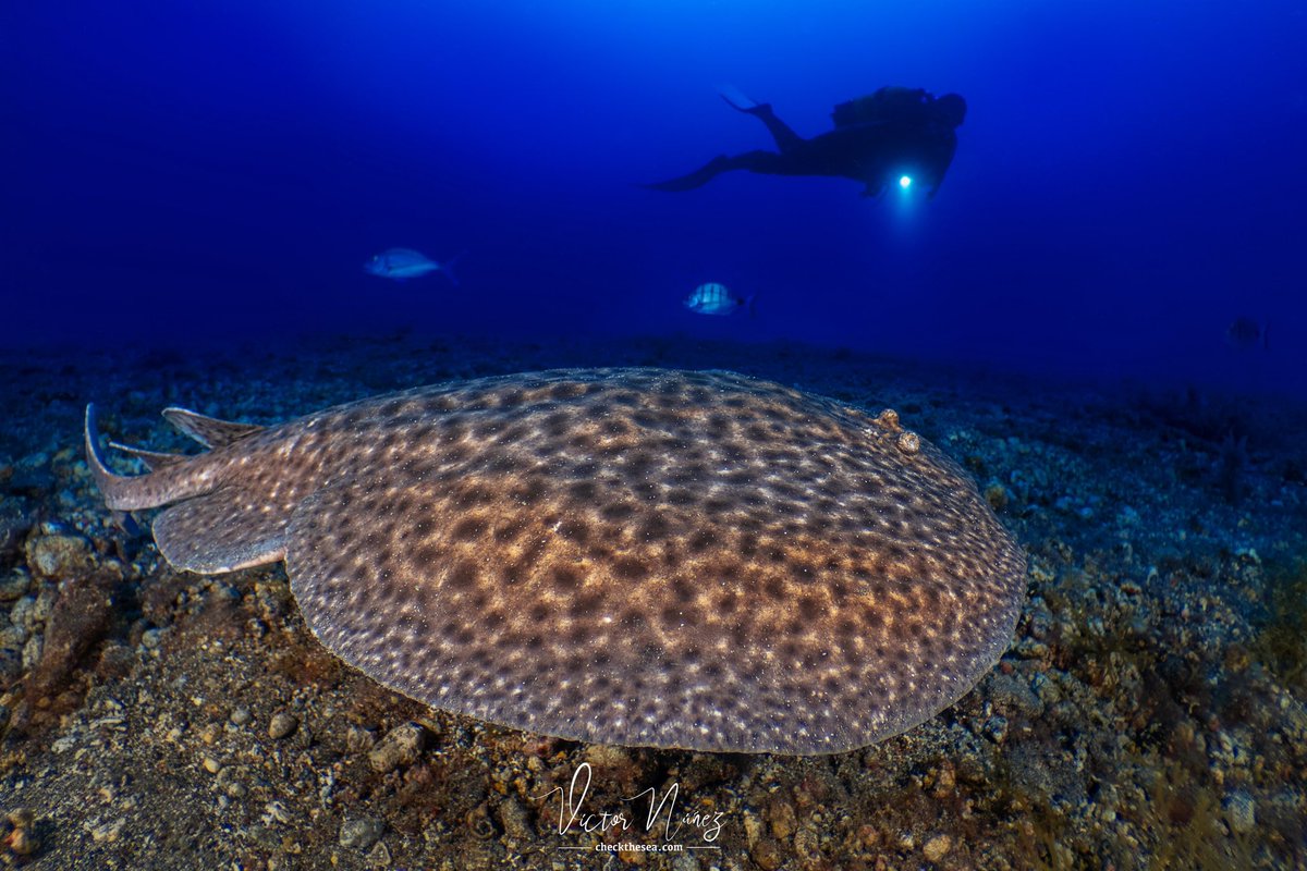 Check the Sea tweet media