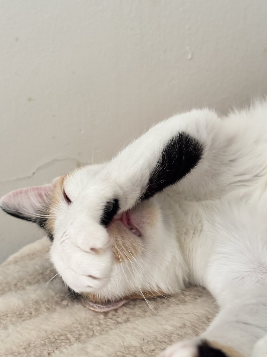 KeamPim's tweet image. นอนปิดปากเพราะแอบแลบลิ้นกลัวโดนแซวค่ะ🤣