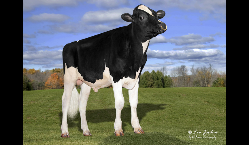 Showbox Sires Releases Their Latest Bull Siri 744HO18214! dairybusiness.com/showbox-sires-…
