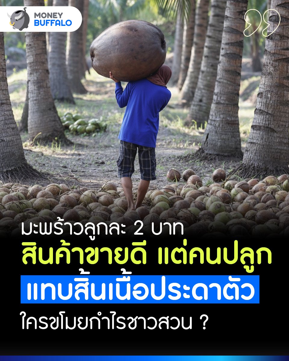 MoneyBuffaloTH's tweet image. มะพร้าวลูกละ 2 บาท... ใครขโมยกำไรชาวสวน ? สินค้าดังระดับโลก แต่คนปลูกเกือบสิ้นเนื้อประดาตัว ! | Money Buffalo