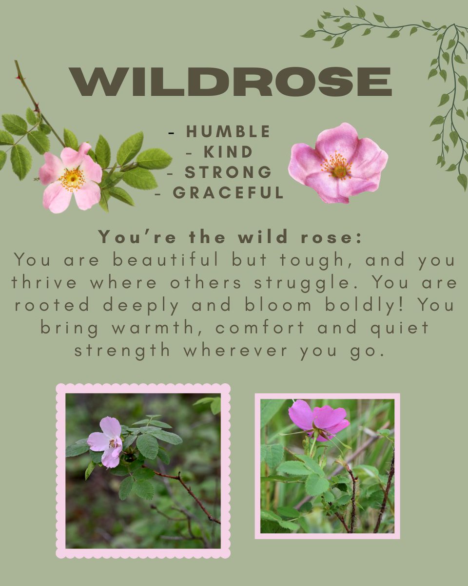 Alberta Native Plant Council tweet media