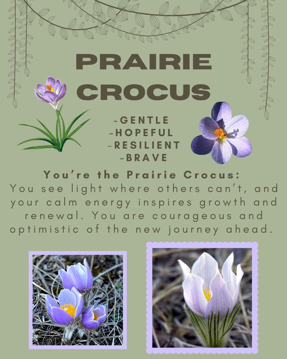 Alberta Native Plant Council tweet media