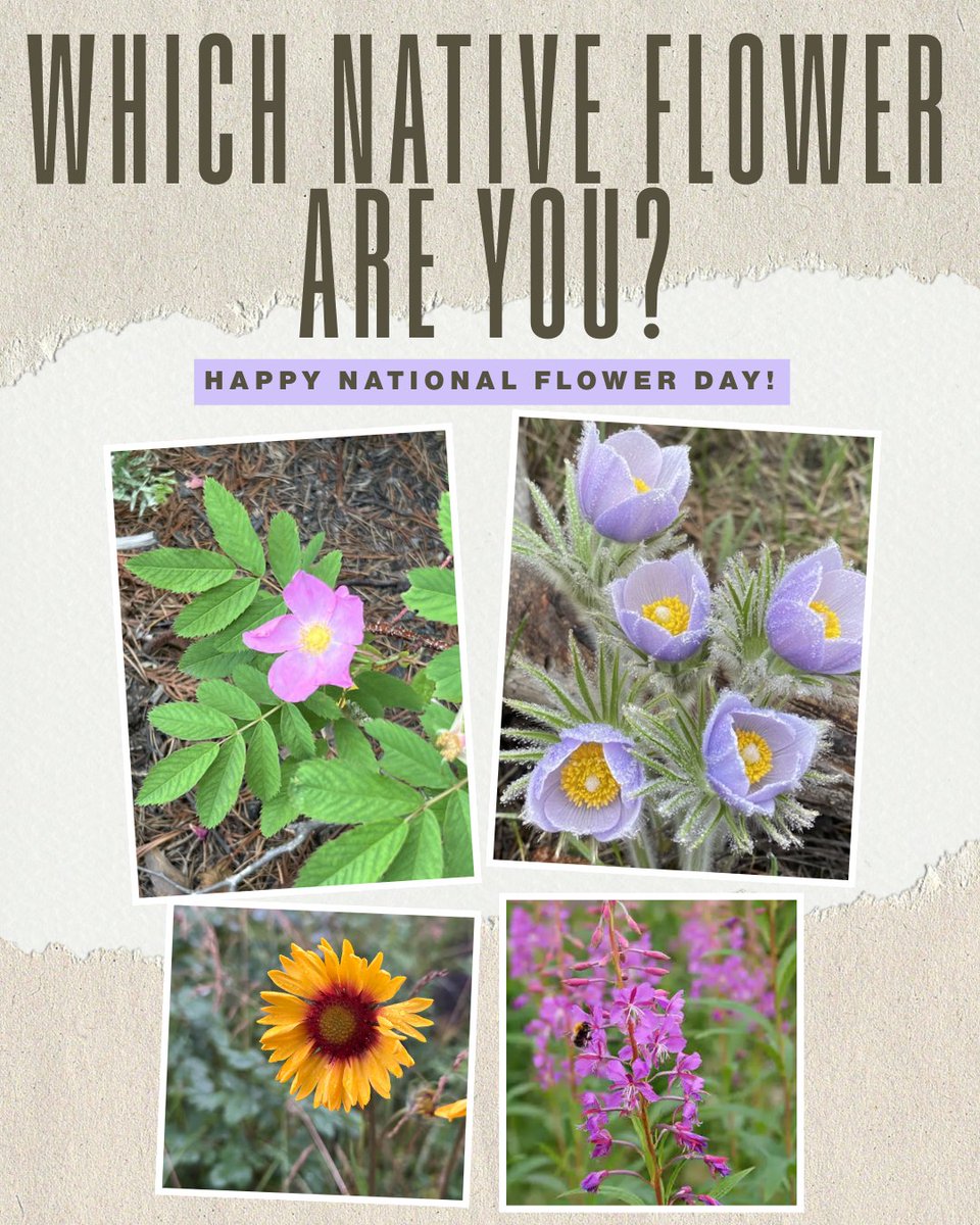 Alberta Native Plant Council tweet media