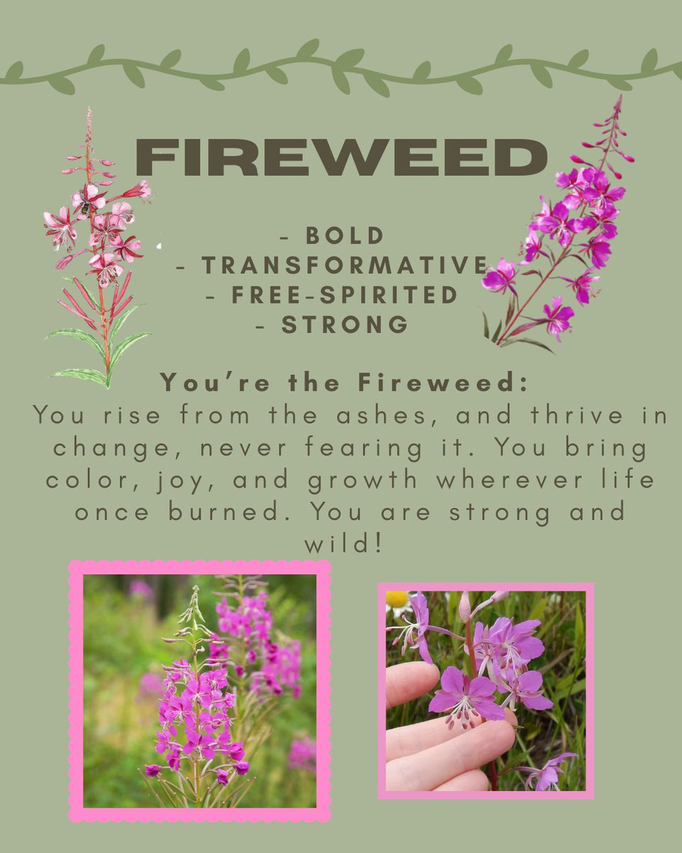 Alberta Native Plant Council tweet media