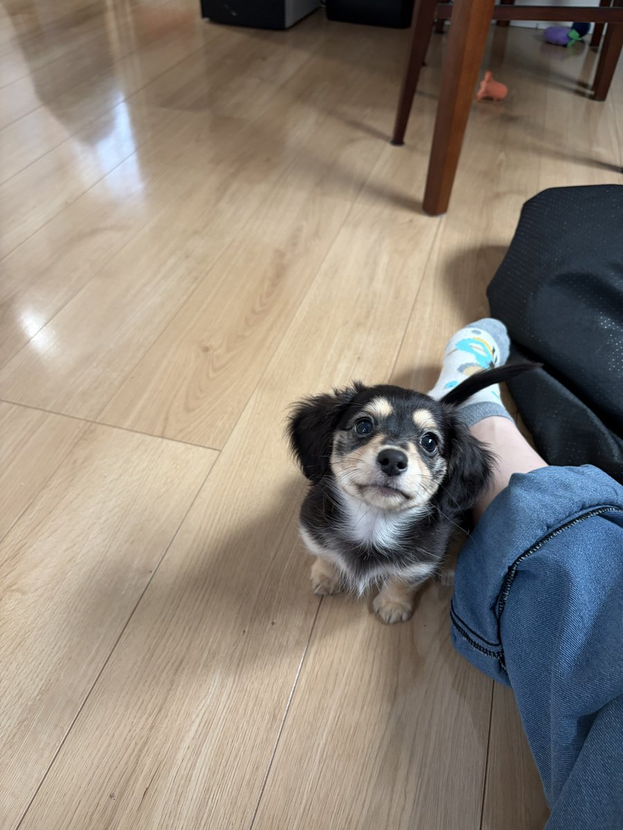 チワックスのちくわ tweet media