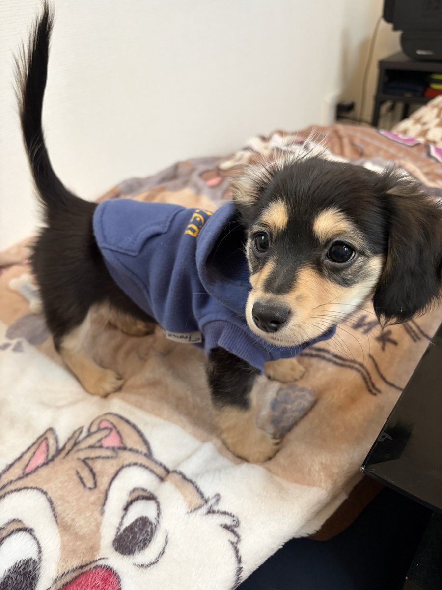 チワックスのちくわ tweet media