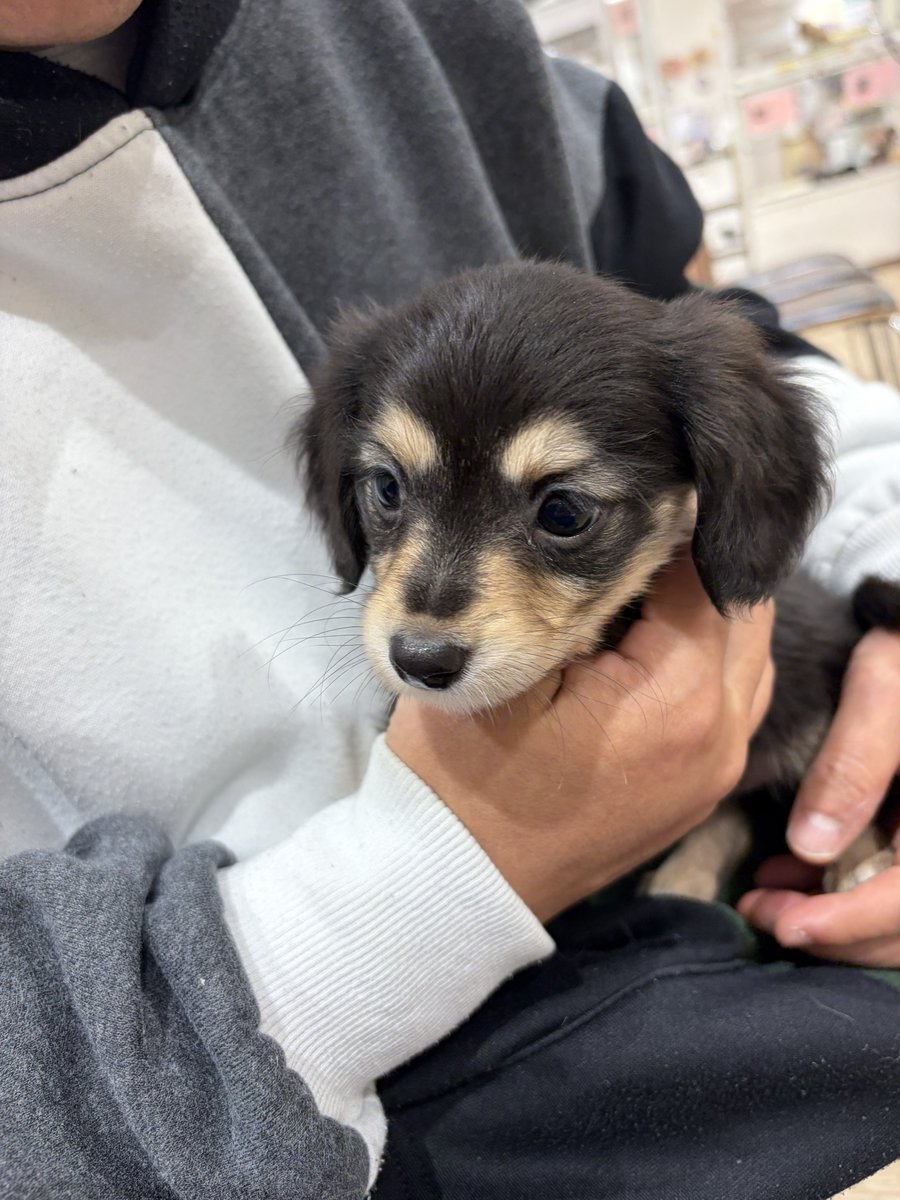 チワックスのちくわ tweet media