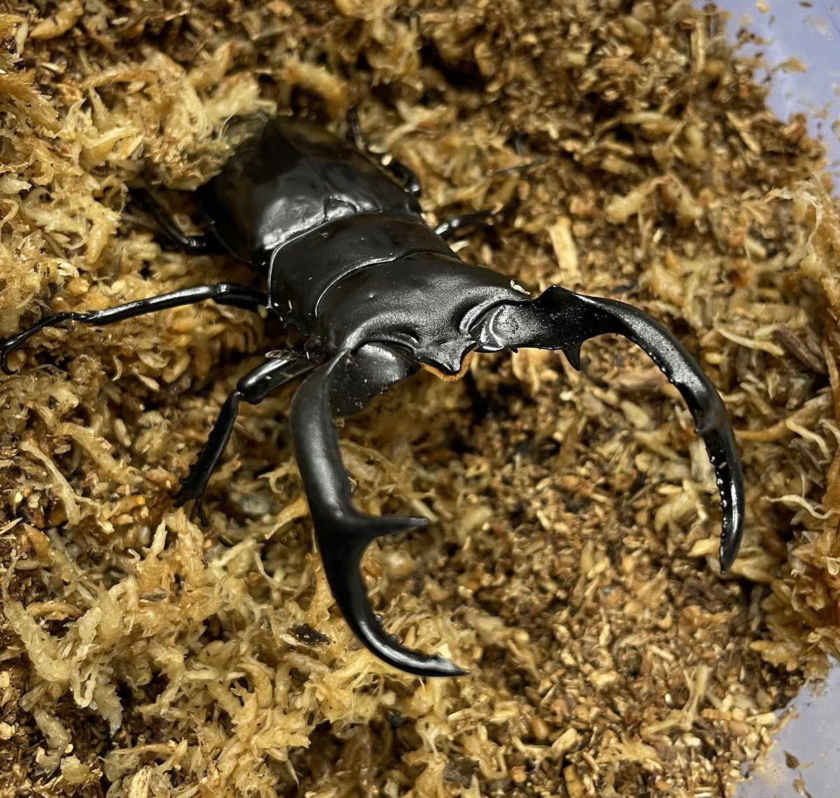 お値下げ❗️クリストフル　クワガタムシベース 入荷情報！ ○ウエストウッディ カズミアエ ○ラエトゥスミヤマ WF2