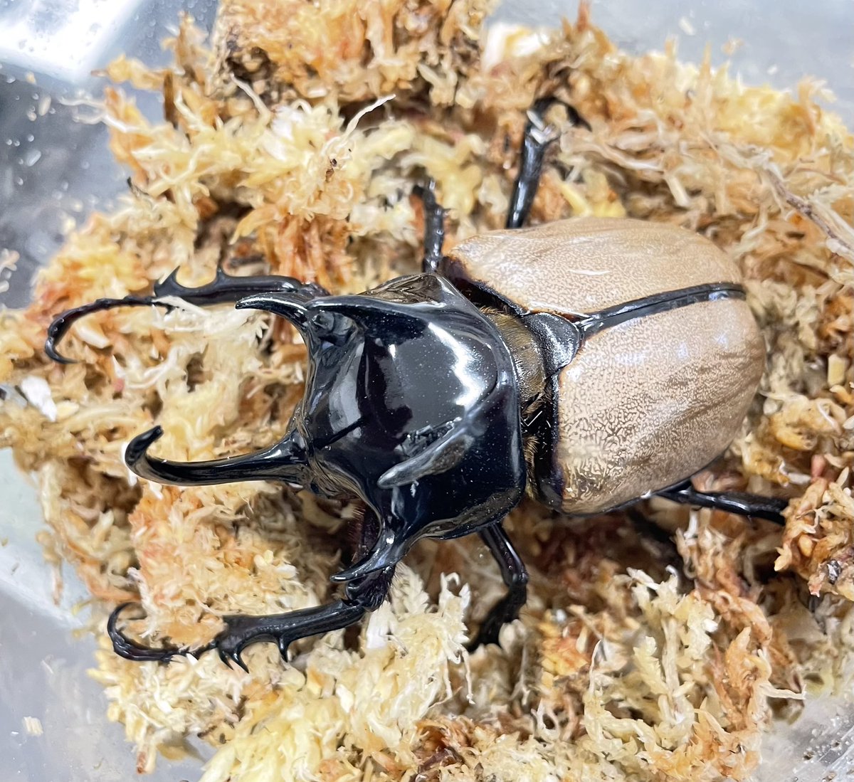 入荷情報！ ○ウエストウッディ カズミアエ ○ラエトゥスミヤマ WF2