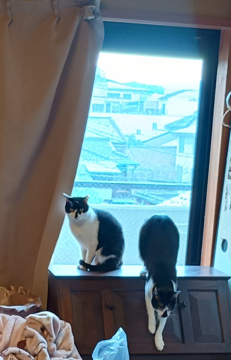 ハチネコ (@hatinekochan) / Posts / X