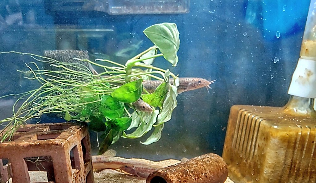 うちのどじょうがFFのラズボスみたいになっててダメだった。