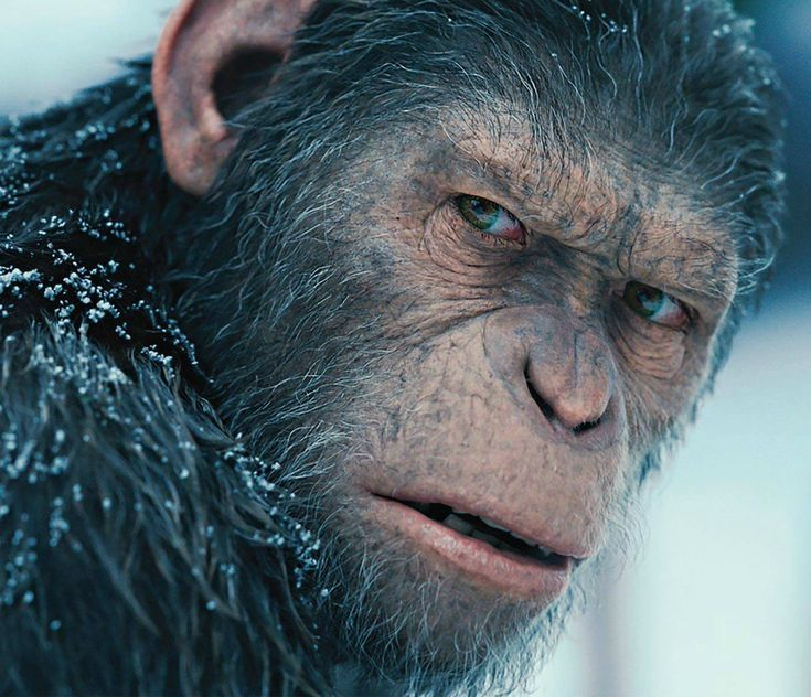 garptrench's tweet photo. Told my normie friends to ape $CAESAR the narrative is strong.

They faded.

Hours later: Shit, I missed it. Wen next?

CAESAR: (Stared) NO!!

Apes arc incoming. https://t.co/9kgSjKXG6T
