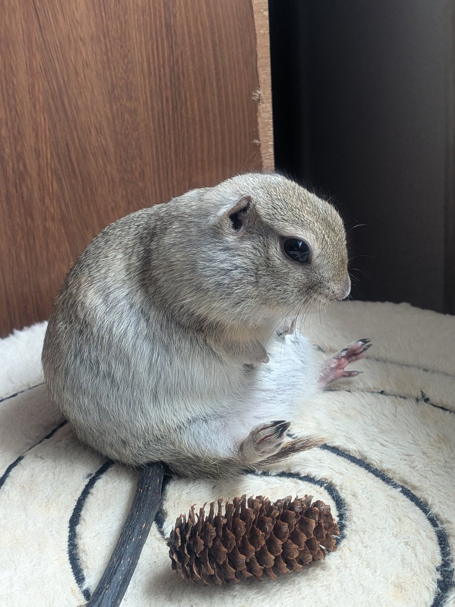 ニコルとウィリーといる日常 tweet media