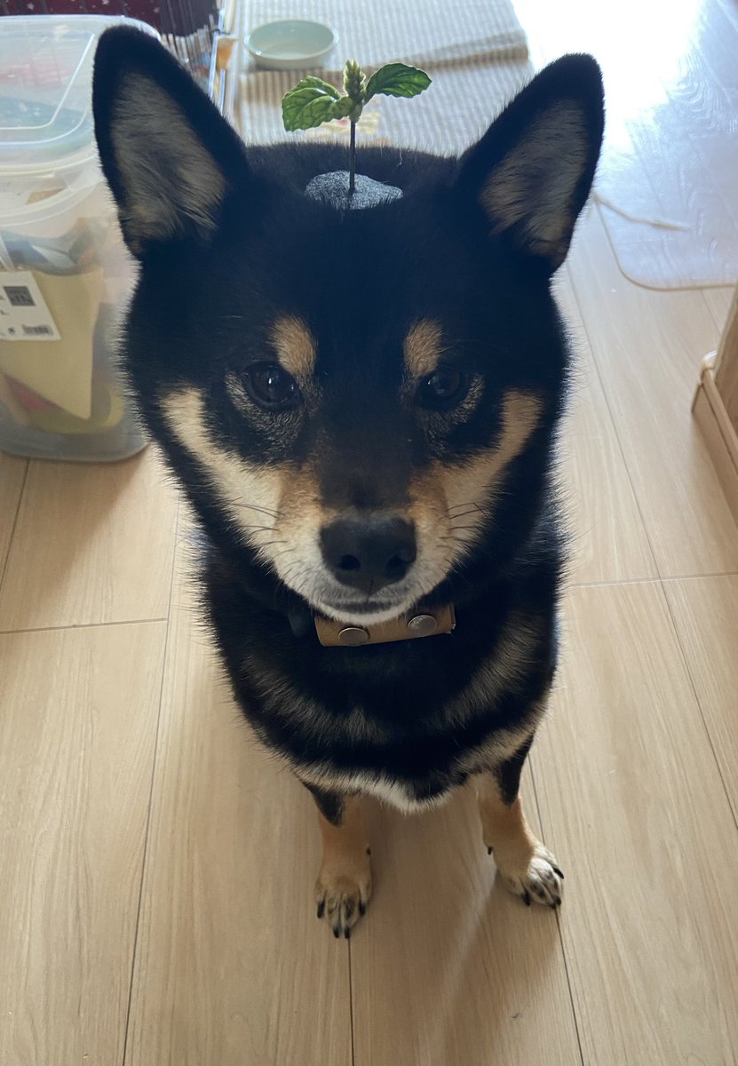 留守番して、（頼んでもないのに）貰ったお土産デス