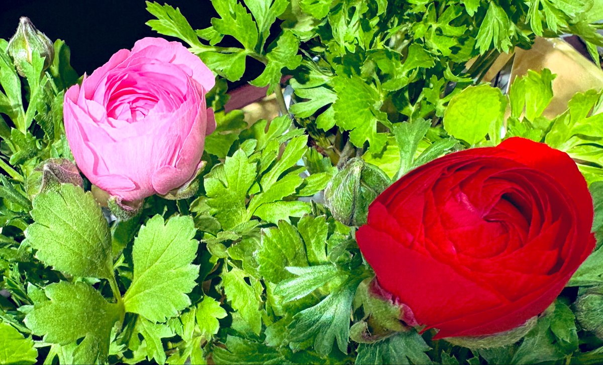 サランちゃん (@7888ma_i) / Posts / X