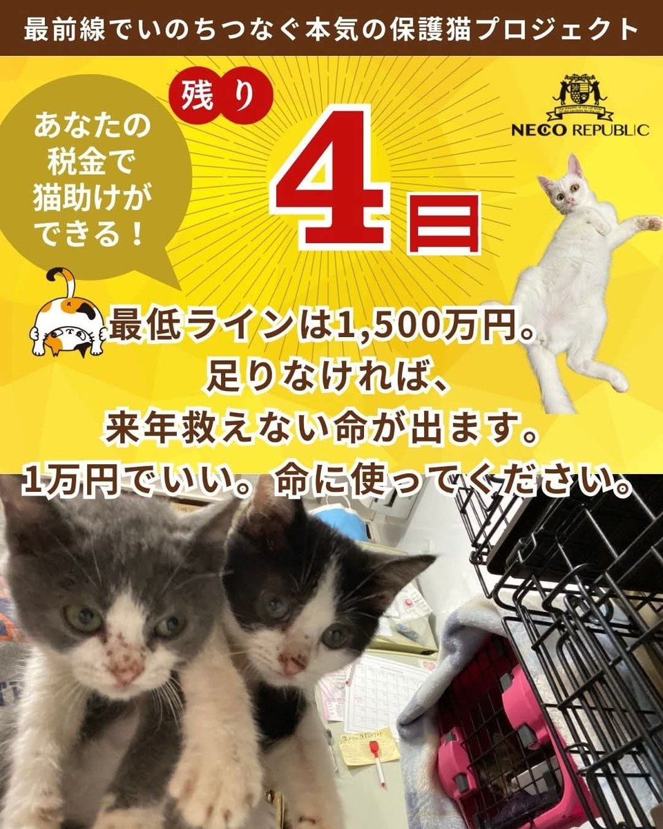 保護猫カフェ　ネコリパブリック岐阜店(公式) tweet media