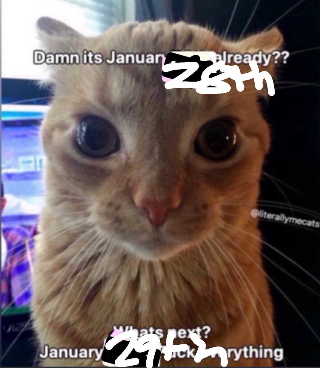 LiterallyMeCats (@literallymecats) on Twitter photo 