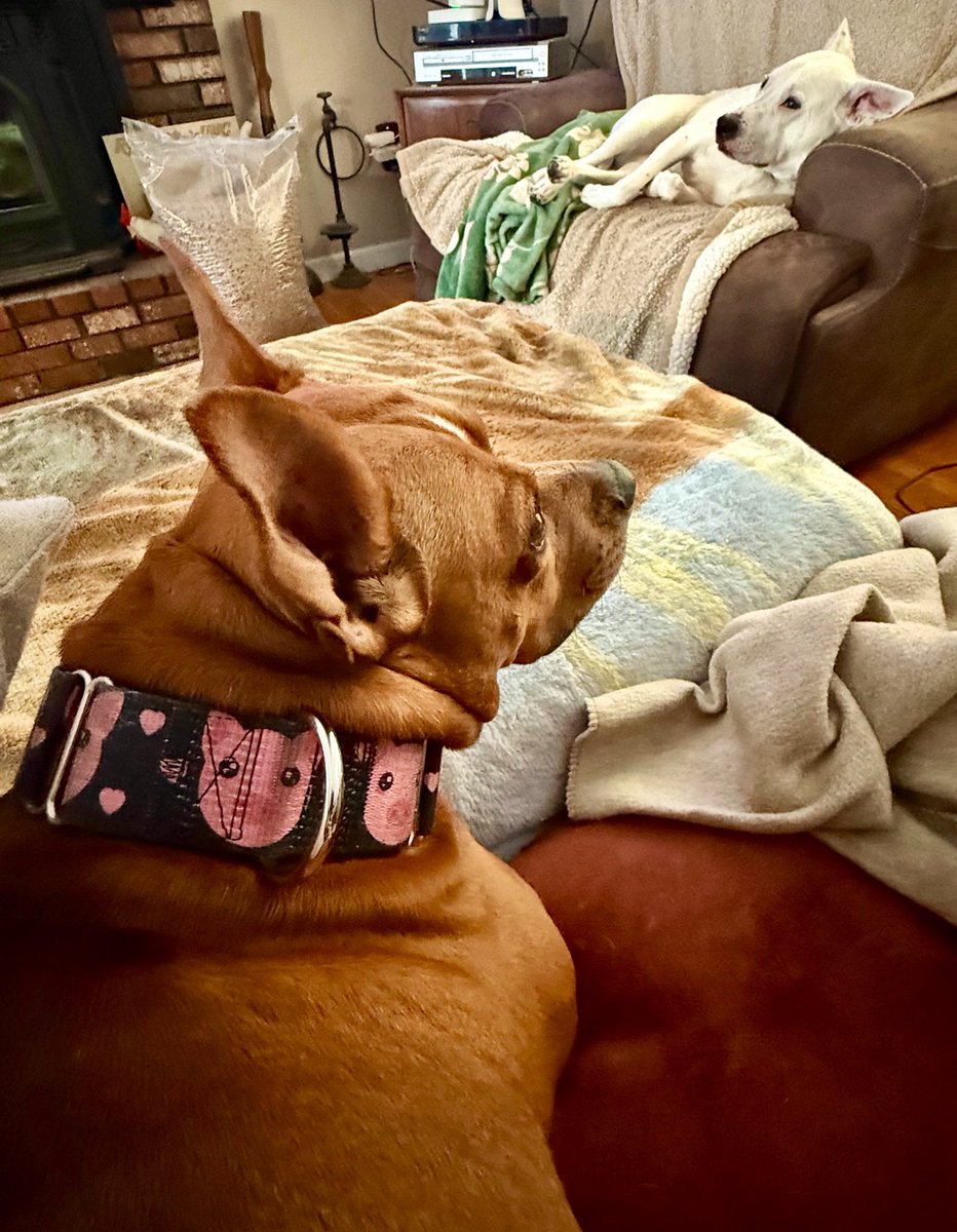 MrsSHTF_NH's tweet photo. Jett & Sonny๐๐ถ๐ #waitingfortheweekendlike #petsbringustogether #thebestisyettocome #wearecharlie #pitbulls https://t.co/PJrGkDYslI