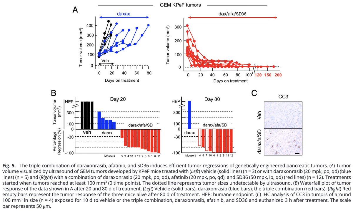 Oscar Tahuahua tweet media
