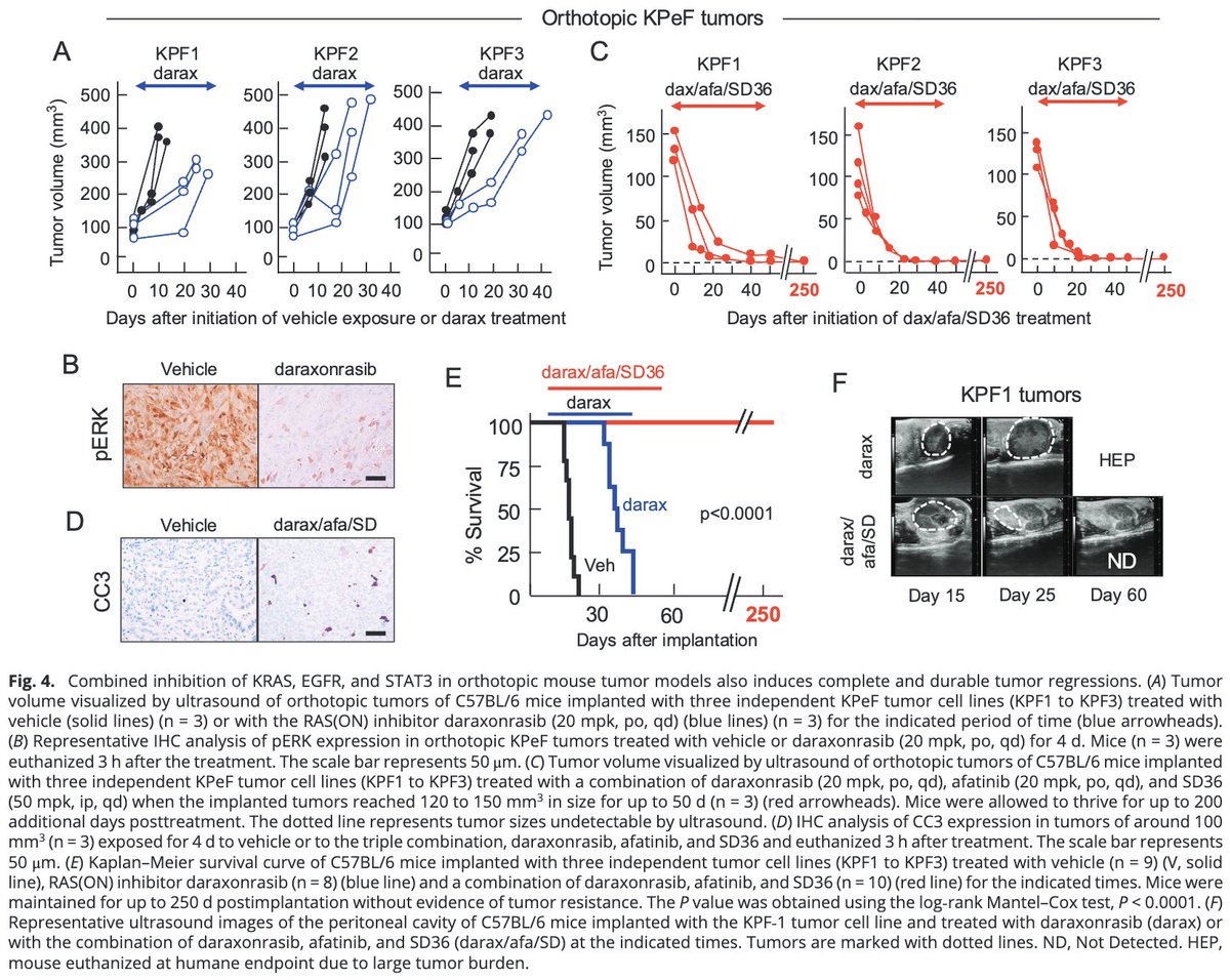 Oscar Tahuahua tweet media