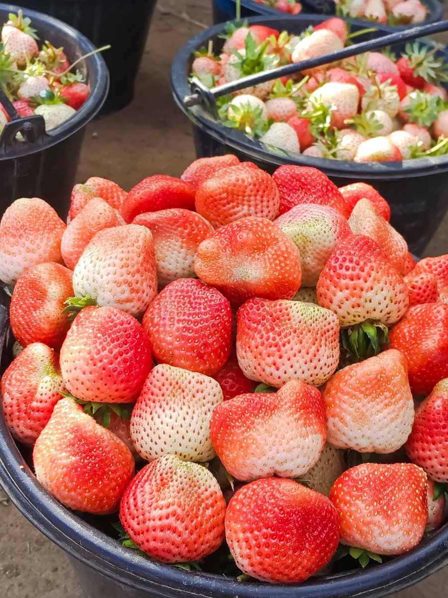 👩🏻‍🌾 ผลไม้ปลอดสารพิษของครอบครัว tweet media