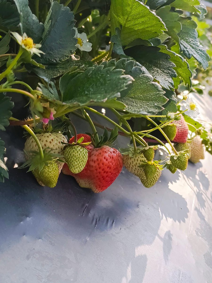 👩🏻‍🌾 ผลไม้ปลอดสารพิษของครอบครัว tweet media