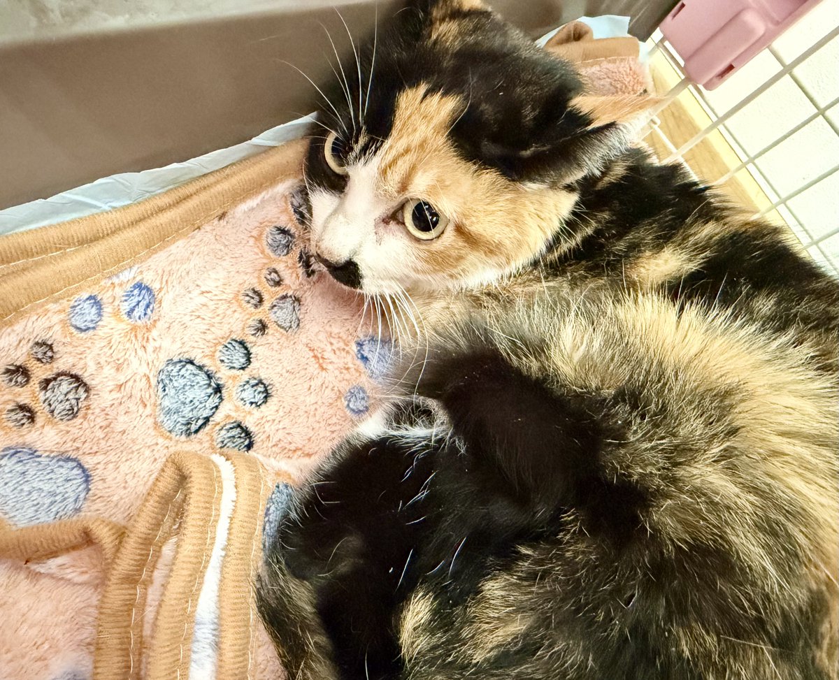 病院頑張った💪 #はらぺこ三毛つぶあんちゃん