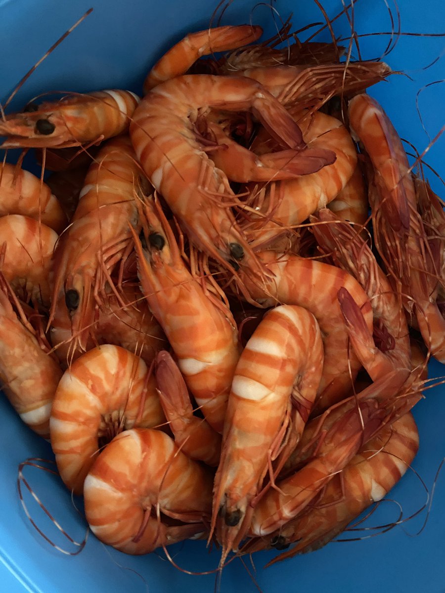 roamingfox | Alma tweet media