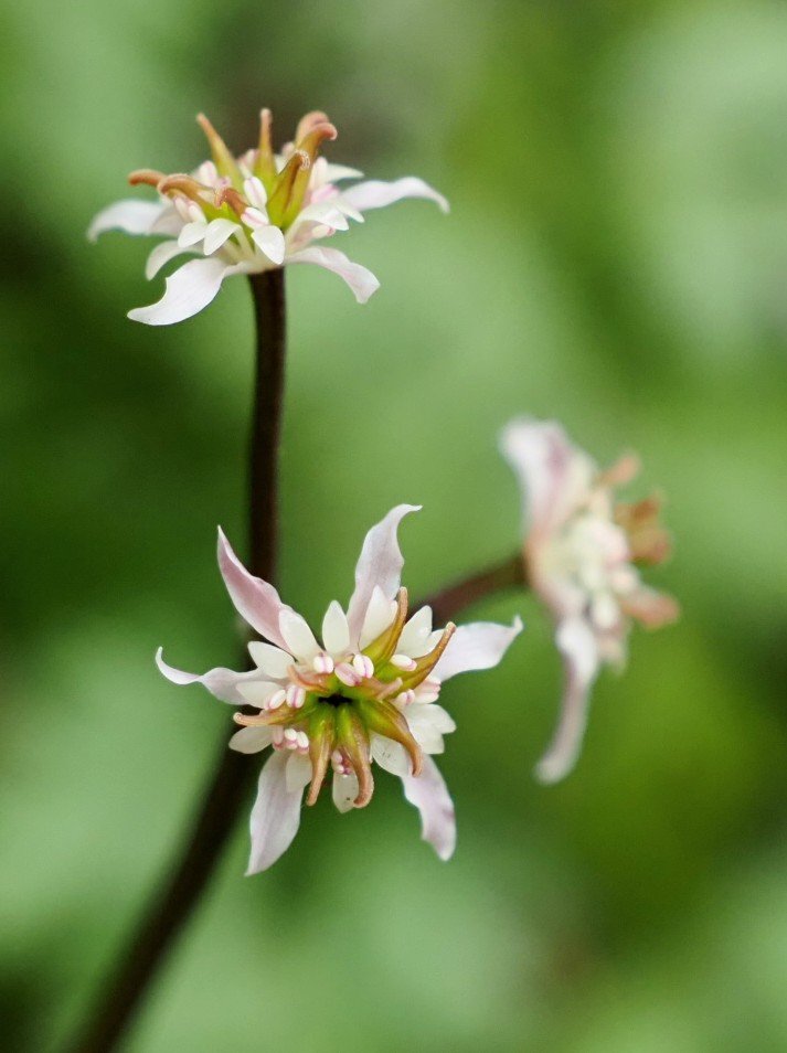 花の時期はピークを過ぎていたかもしれないけどきれいな株も残っていた
今年最初の山の花に出会えた喜びはひとしおで早々と家に帰って青空を見ながらCHABLISを飲み始めました
