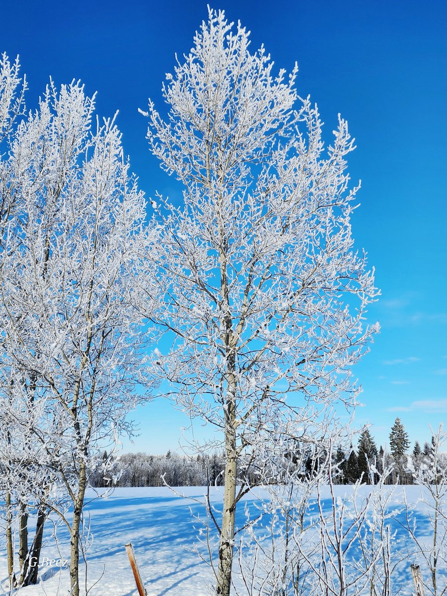 beesley_gillian's tweet photo. It's a wonderful winterland Wednesday, twitterpals. Make it the best day you can, it's only coming round once. #winterjoy https://t.co/dCFs4EVF8f