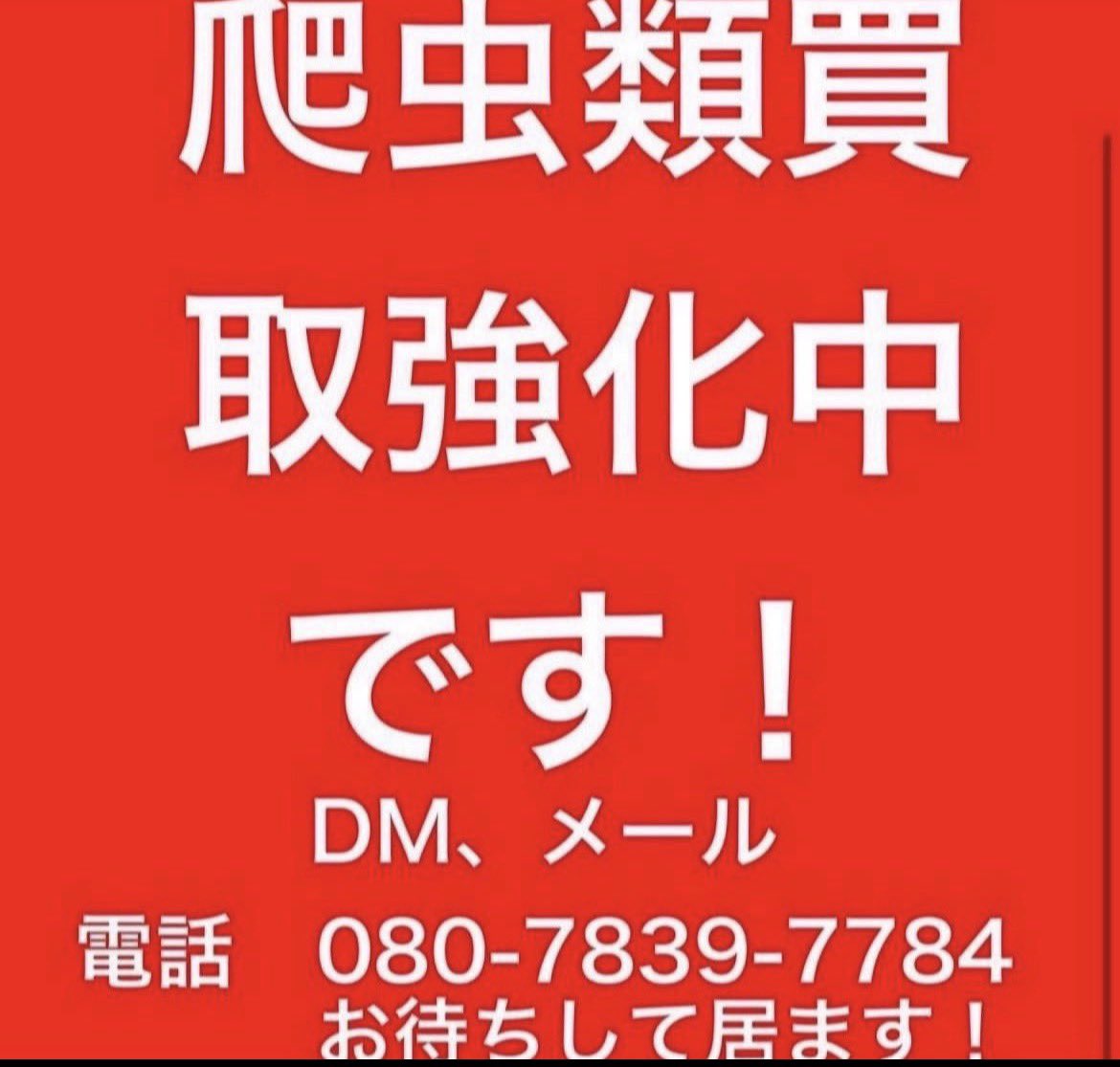peach_chan_8's tweet photo. 爬虫類の買取強化中です！
全国対応しております！
DM等でお問い合わせください！ https://t.co/cfoMHjygov