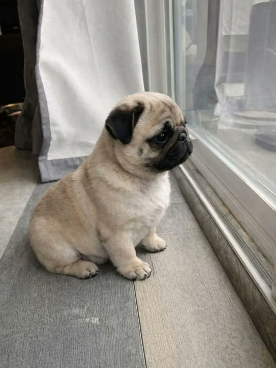 marymsmithson56's tweet photo. ❤️❤️❤️
#pug #puglove #puglife https://t.co/IiyIqqrO3e