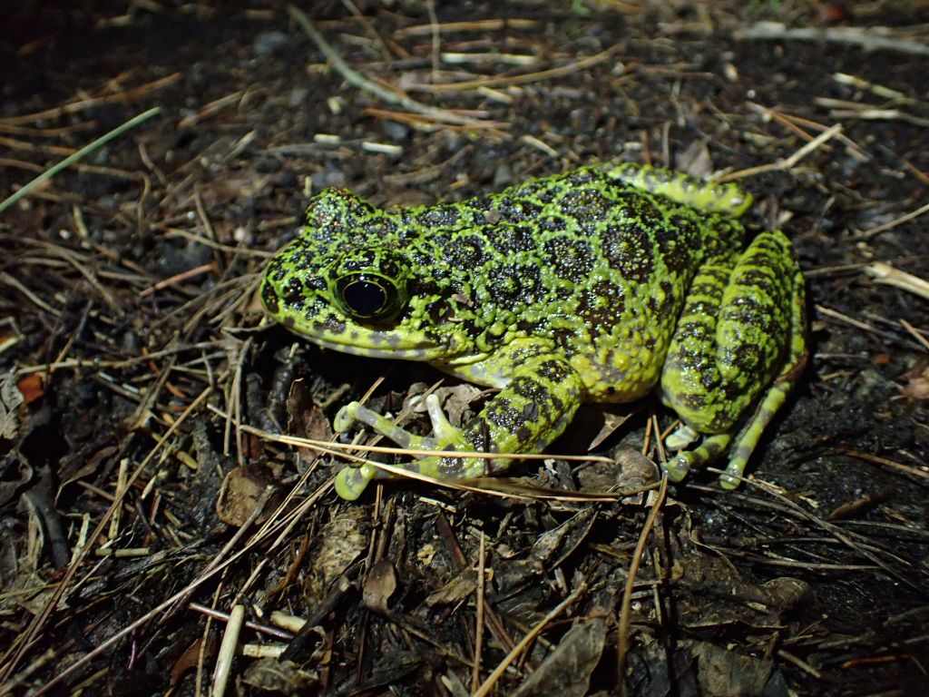 アマミイシカワガエルが鳴く季節になりました。かつては沖縄のイシカワガエルと同種とされていましたが、2011年に別種とされました。アマミイシカワガエルの学名には「華麗な・輝かしい」という意味の "splendida" が入っています。沖縄の個体に比べて金色の斑紋が大きく、より派手で豪華な見た目です