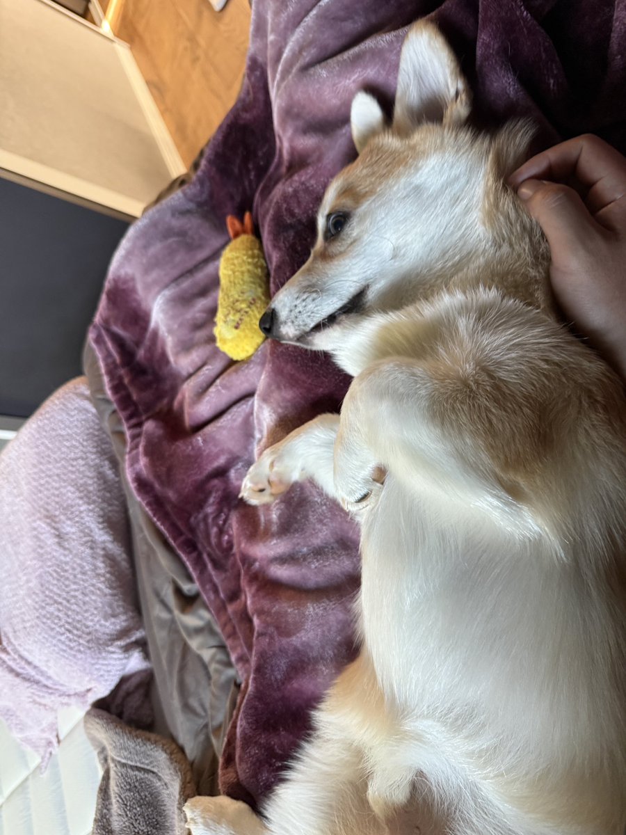 R988h's tweet photo. #コーギー　#ファイティングポーズ #カンフー犬 https://t.co/JIu31hOsrR