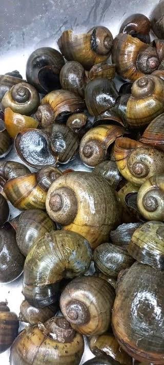 OlawaleOlanir12's tweet image. Awenu / ashina 

Ishawuru 1 ( water snail )

Epo obo die (Ficus platyphylla)

Ata ijosi meta ( Cayenne Pepper) 

Pound everything together with soap you can bath once 

Put it on a sponge

Retweet for usage and incantation