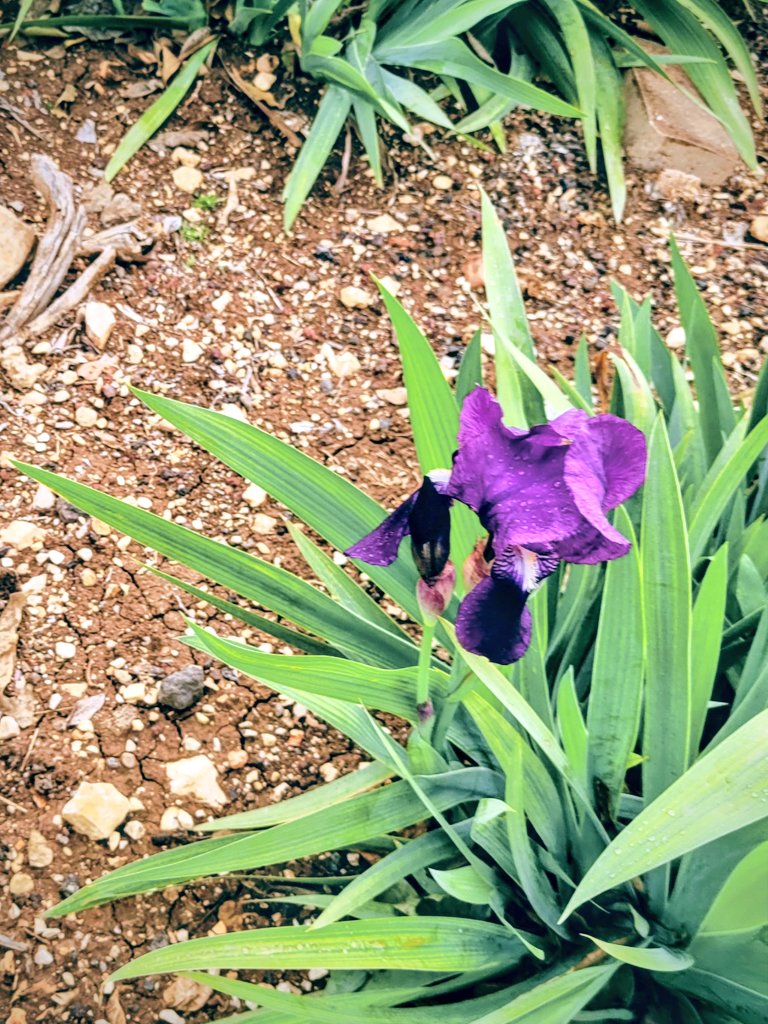 צץ לו לפתע בגינה...