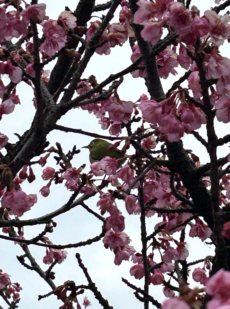 odaibaland's tweet photo. まだまだ寒い日は続きますが、
春は確実に近づいています。
あれ、酷暑も近いのか？ https://t.co/Oe7NZ1y4eh