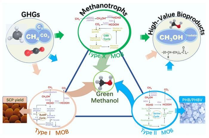 RenewableCNews's tweet image. Microbes Convert Methane to Green Plastics, Fuel renewable-carbon.eu/news/?p=172645 #bioeconomy #biofilters #circulareconomy #greenchemistry #methane #RenewableCarbon