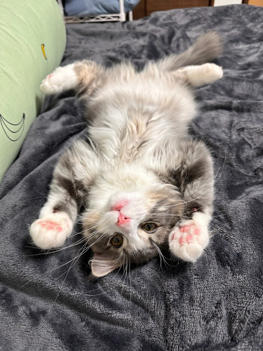 独占ぽんぽん禁止法違反になるところだった、あぶないあぶない