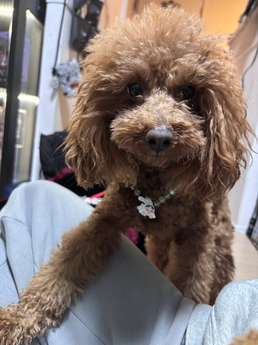 💀🐼まよちゃん🌳 tweet media