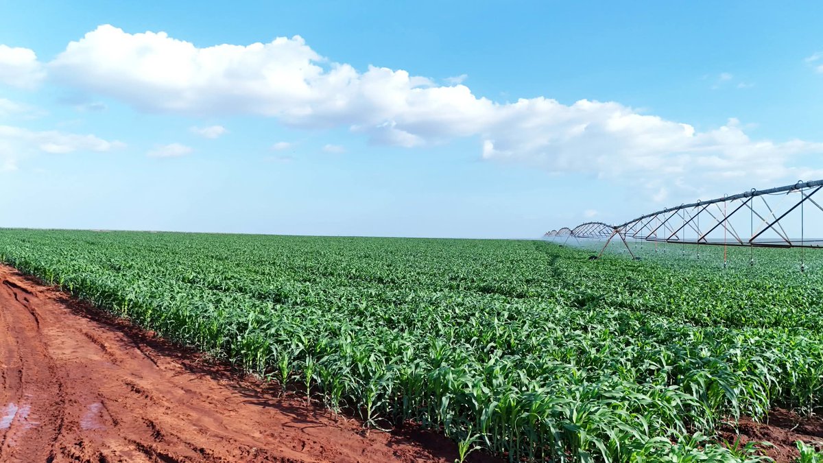 Lawrence Kitema tweet media