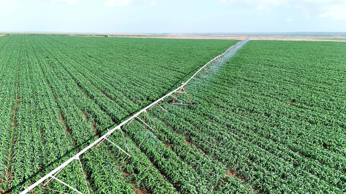 Lawrence Kitema tweet media