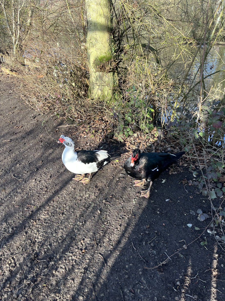 Sandra Dodd 💙 tweet media