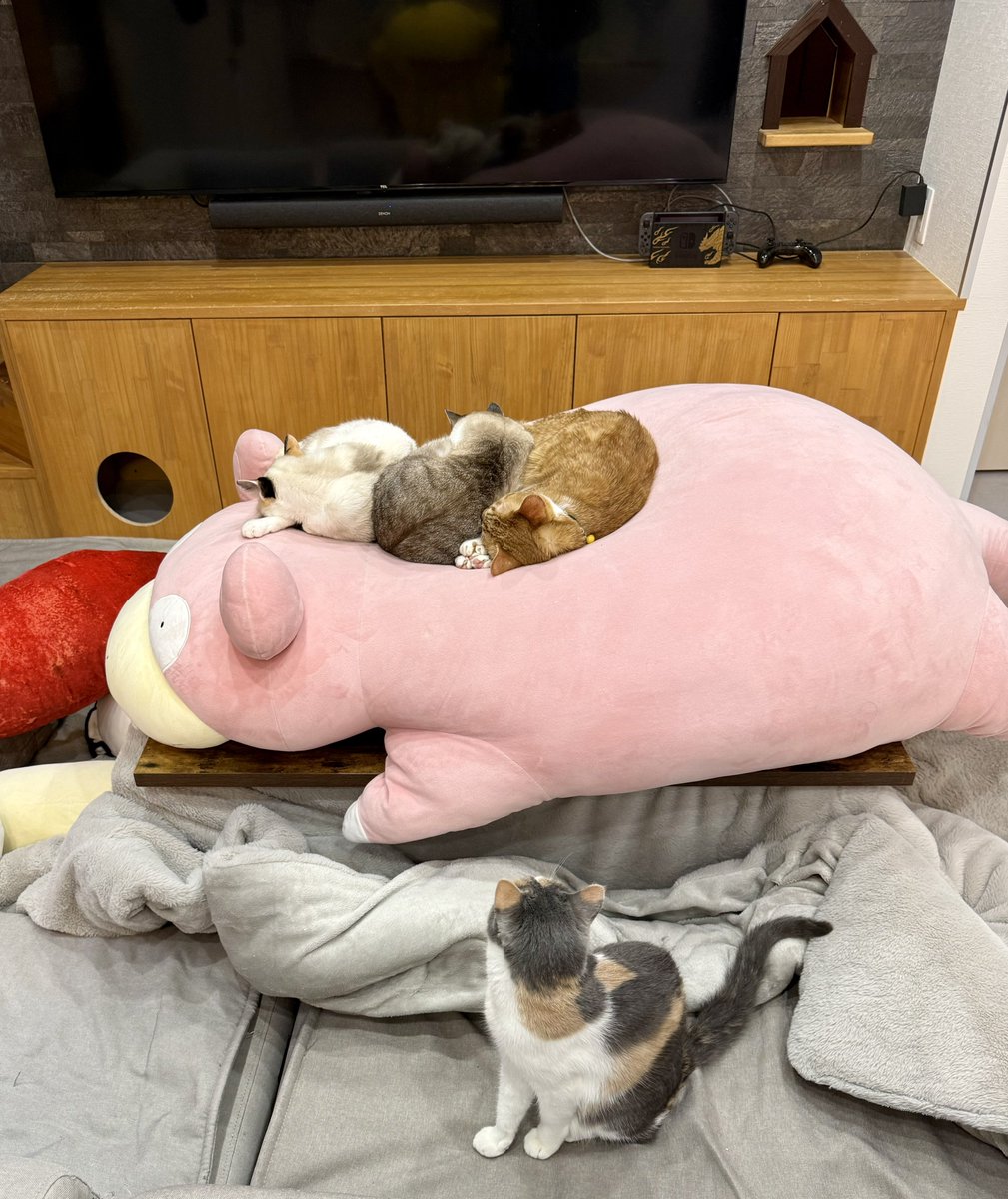 ねこ達に大人気のヤドン。 買って良かった…！！！