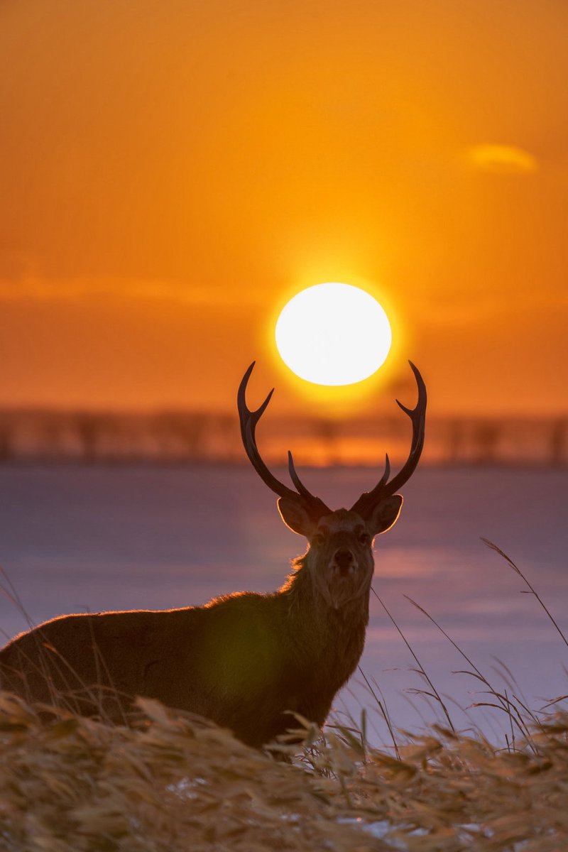 北の大地で出逢えたエゾシカ🦌