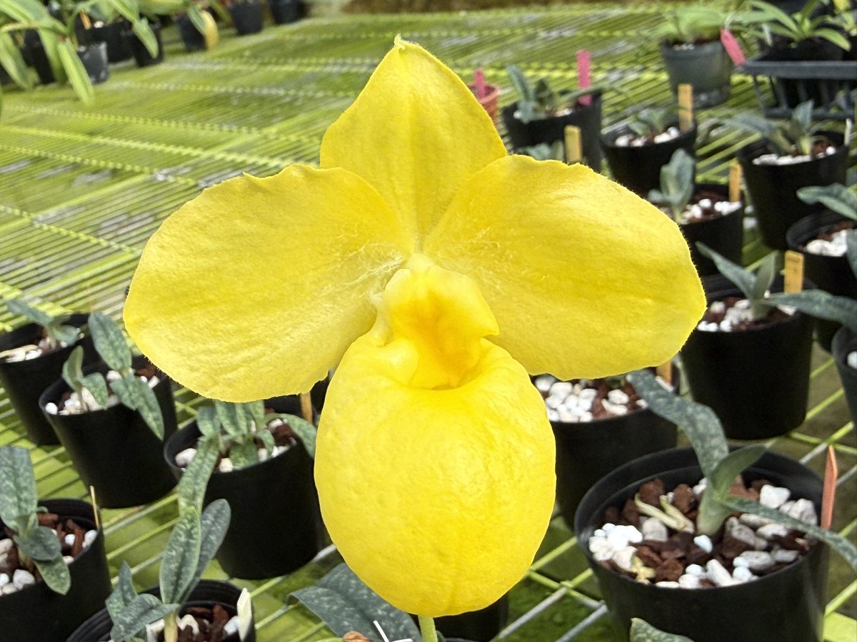 Paph. armeniacum fma. album