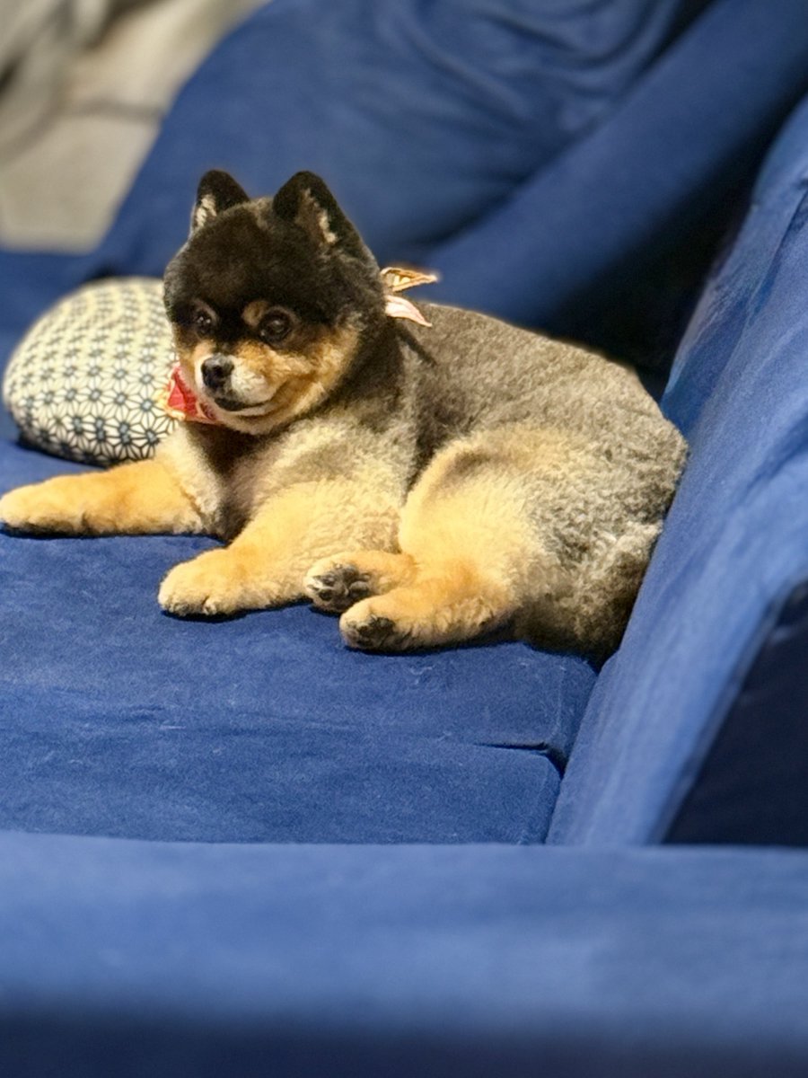 たろ吉(メスのポメ)の飼い主 (@kyabetubatake) / Posts / X