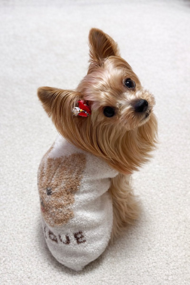 ⭐︎Coco⭐︎ パンジーパラダイス (Pansy Paradise)