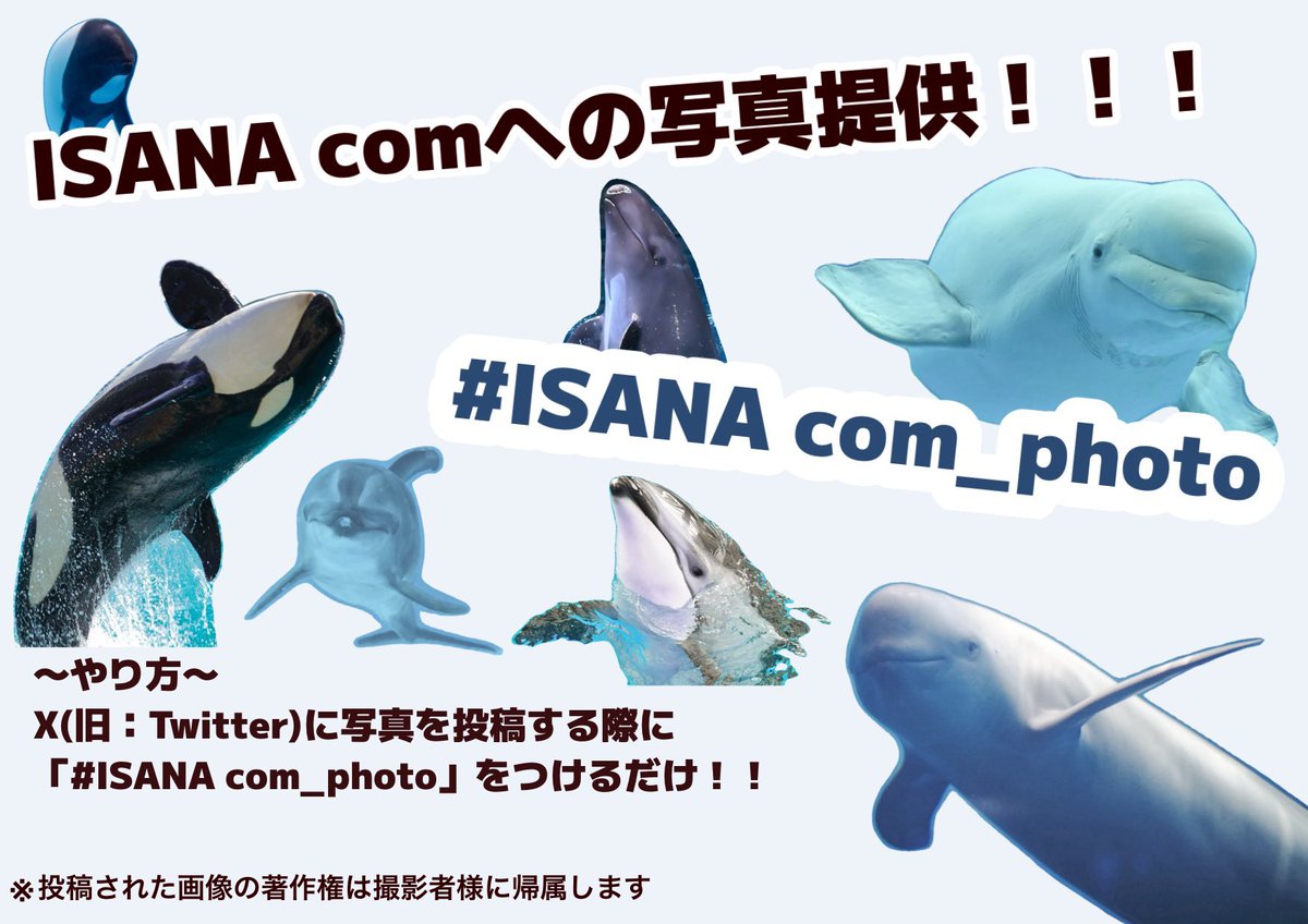 【新写真提供システムのお知らせ📸】
ISANAcomでは、
全国の鯨類記録をみんなで残していくため、
SNSハッシュタグを使った写真提供システムを開始しました。

写真投稿時に 「#ISANAcom_photo」 を付けるだけで、
簡単にISANAcomへの写真提供ができちゃいます✨️
