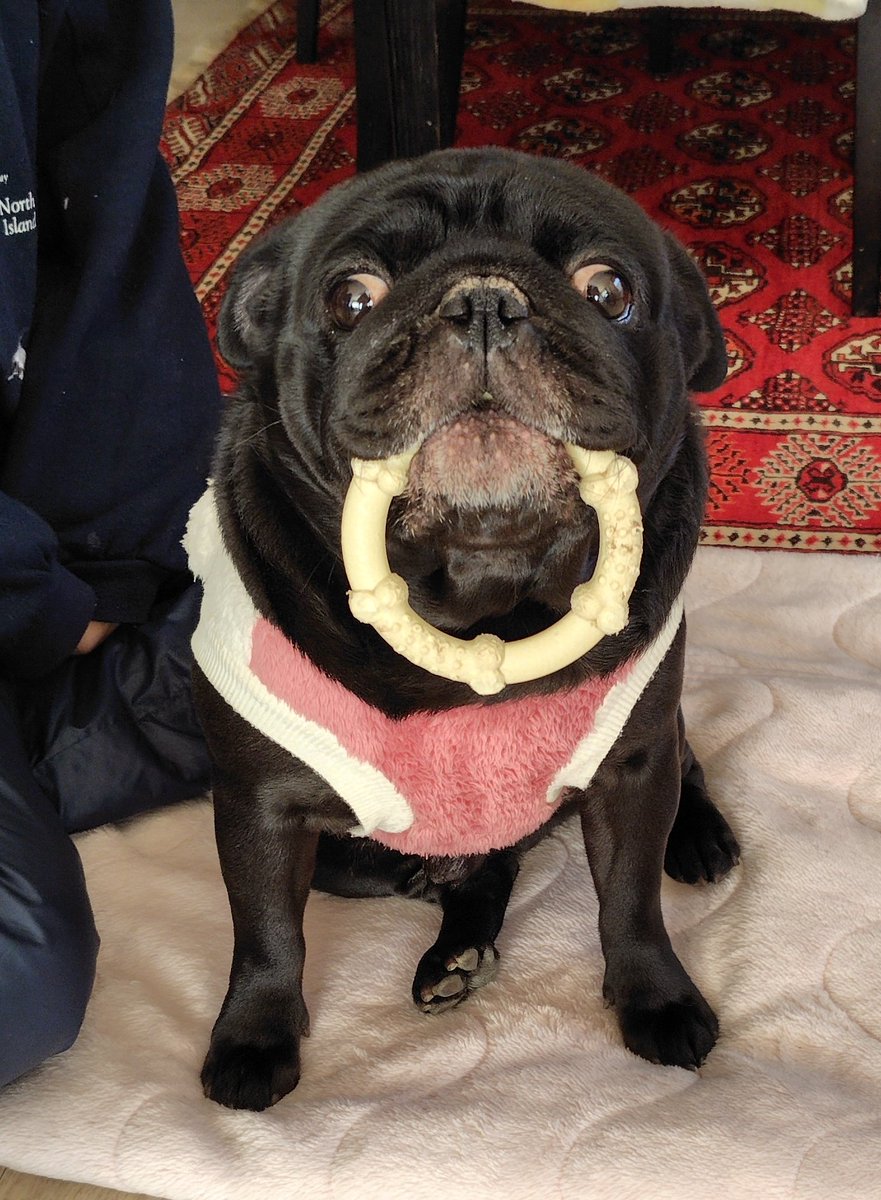 マグたんのお気に入りオモチャです🐶
#パグ　#黒パグ